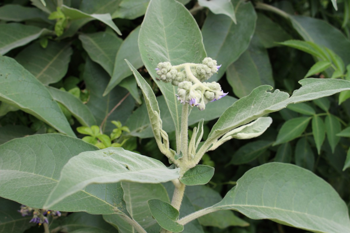 Solanum mauritianum Scop.